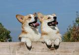 CORGI PEMBROKE 1093